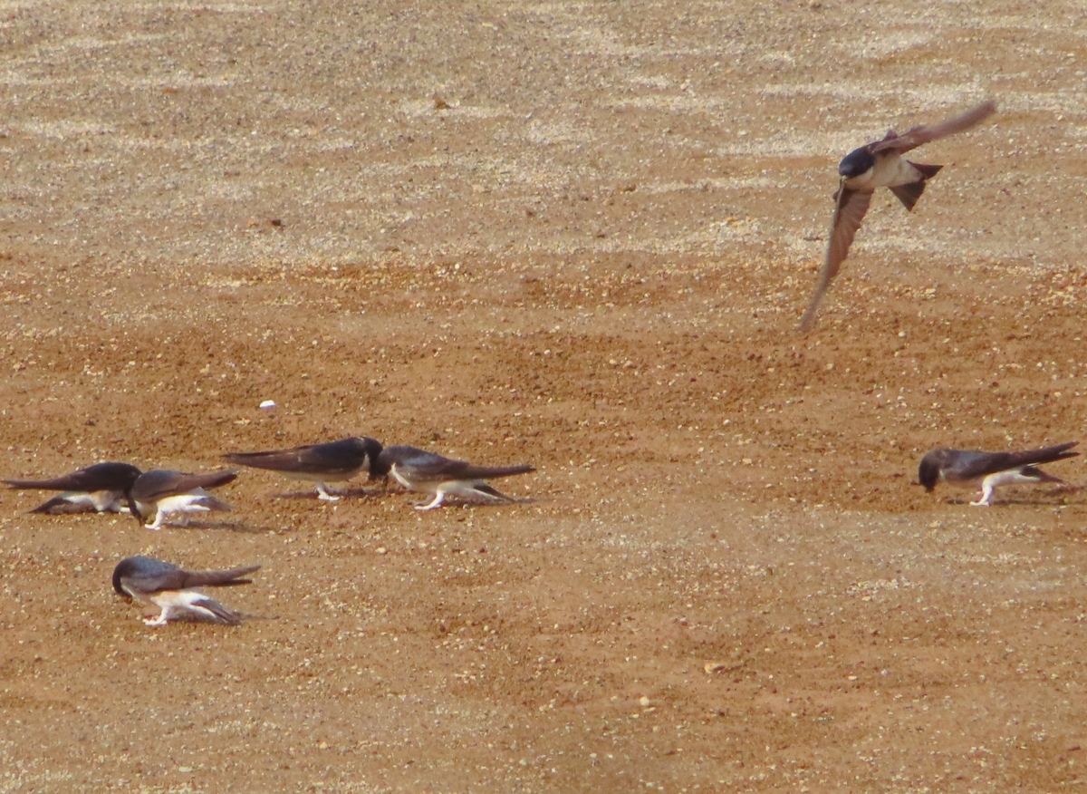 f:id:mamiyankun:20210329224123j:plain