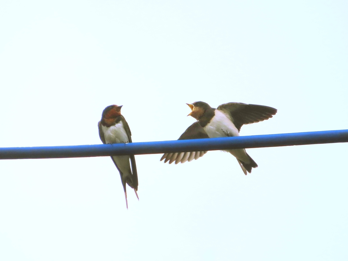 f:id:mamiyankun:20210813222039j:plain