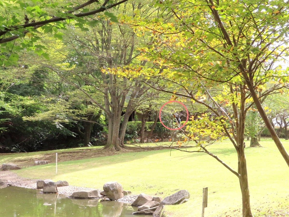f:id:mamiyankun:20211022202807j:plain