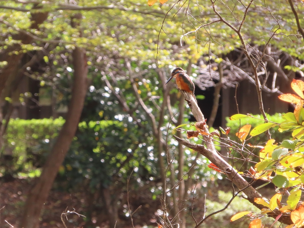 f:id:mamiyankun:20211022203009j:plain