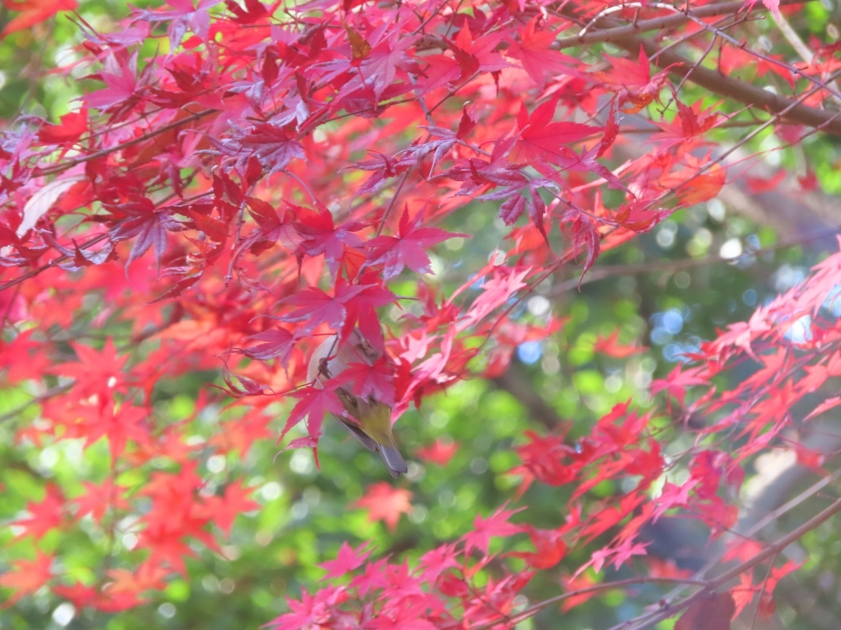 f:id:mamiyankun:20211212145418j:plain