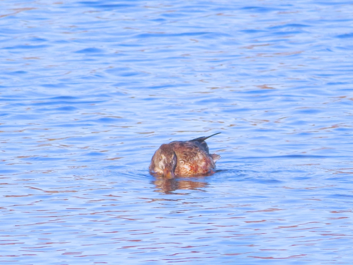 f:id:mamiyankun:20220104100952j:plain