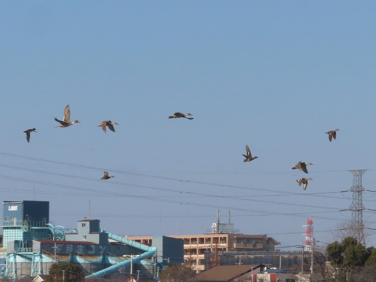 f:id:mamiyankun:20220129221029j:plain