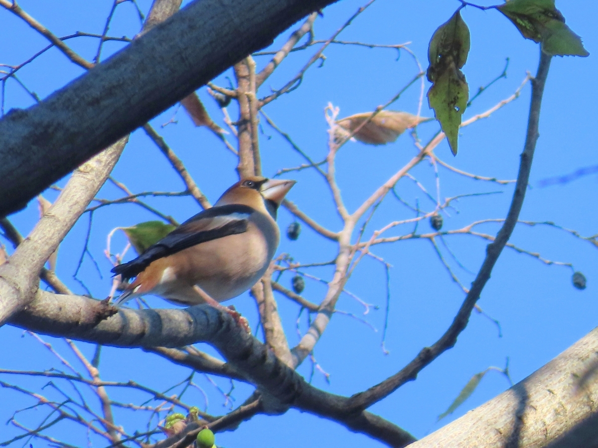 2023年12月29日：今日の野鳥撮りの散歩＜今年の鳥納めはお山で