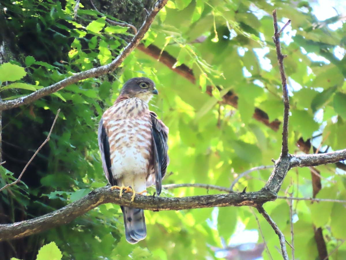 ツミの幼鳥 - コンデジお供に野鳥を撮る