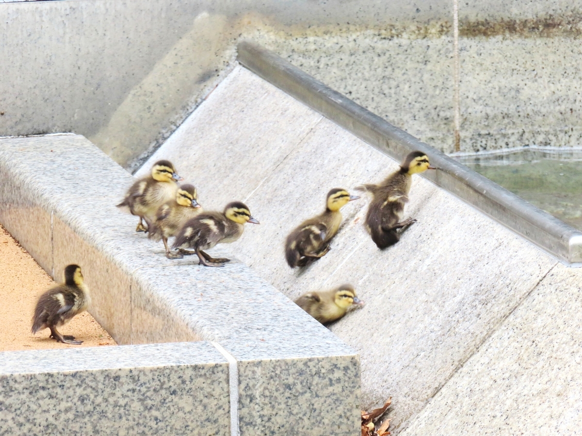今季初カルガモ親子、2025年5月 - コンデジお供に野鳥を撮る