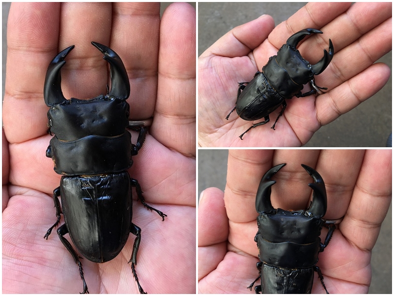 オオクワガタ：今頃ですが2023年度種親候補 GORDON - mamo-chin's blog