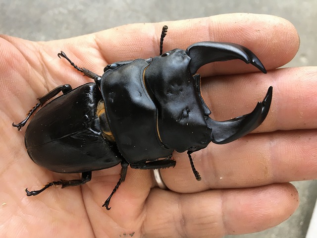 オオクワガタ：今頃ですが2023年度種親候補 GORDON - mamo-chin's blog