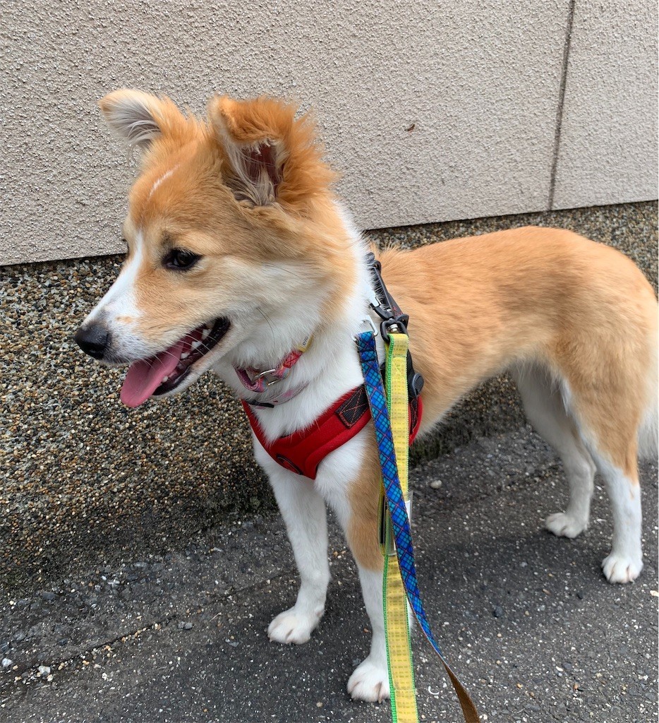 f:id:mamo76:20190608093557j:image f:id:mamo76:20190608093557j:image