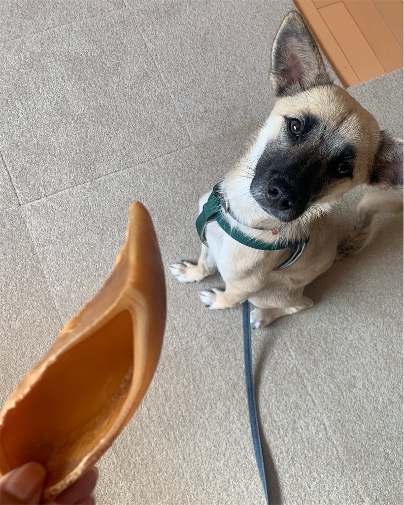 f:id:mamo76:20191120102607j:image f:id:mamo76:20191120102607j:image