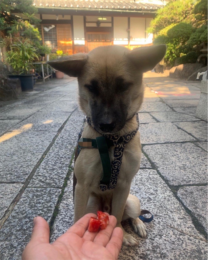 f:id:mamo76:20191211150913j:image