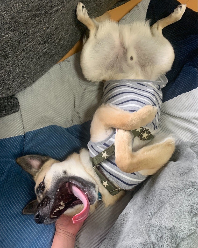 f:id:mamo76:20200227230526j:image