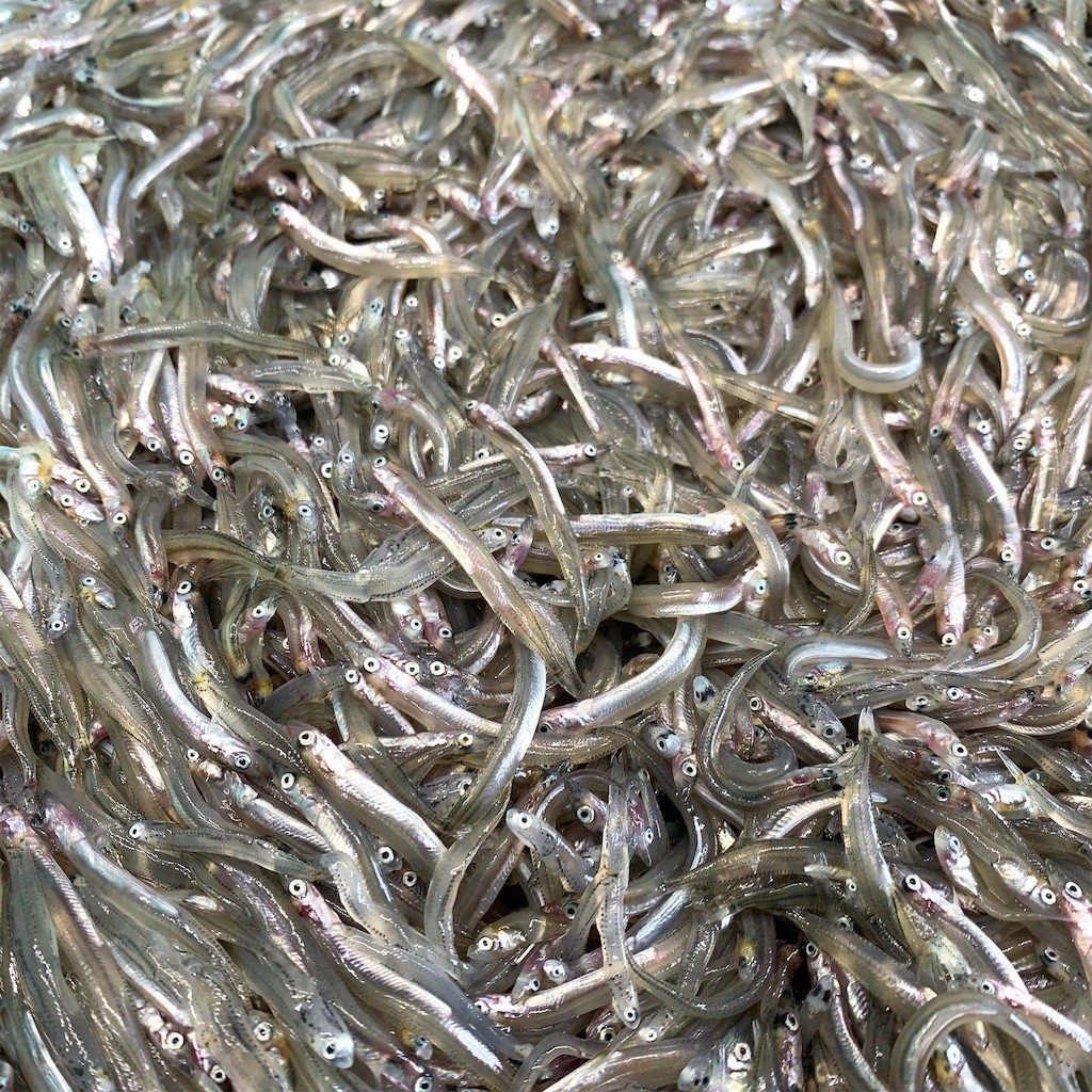 f:id:mamo76:20200301123722j:image