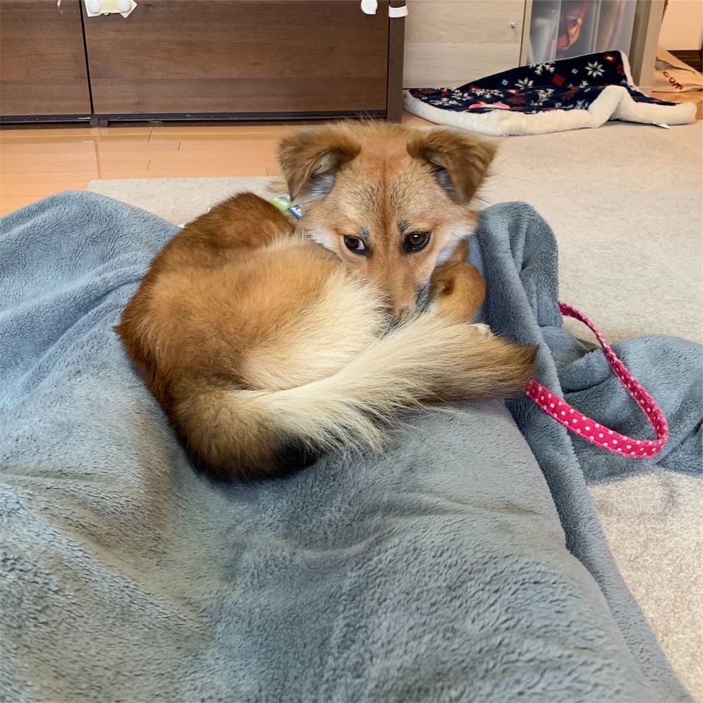 f:id:mamo76:20200413002519j:image f:id:mamo76:20200413002519j:image