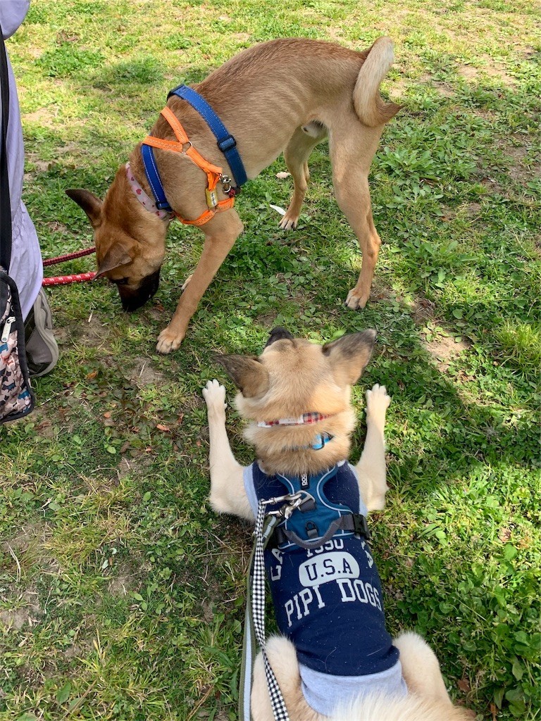 f:id:mamo76:20200413002522j:image f:id:mamo76:20200413002522j:image