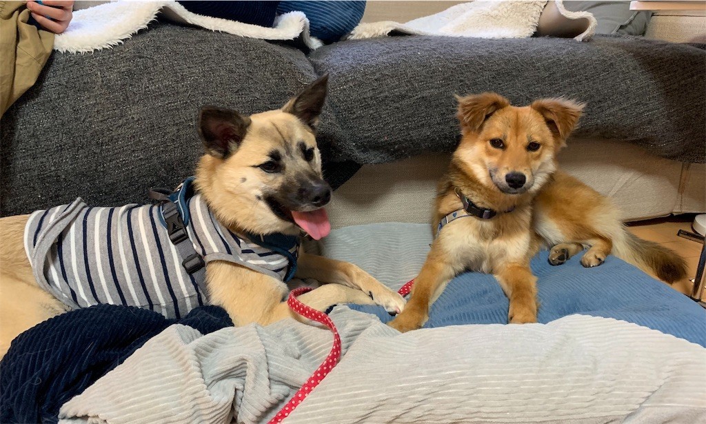 f:id:mamo76:20200413002620j:image f:id:mamo76:20200413002620j:image