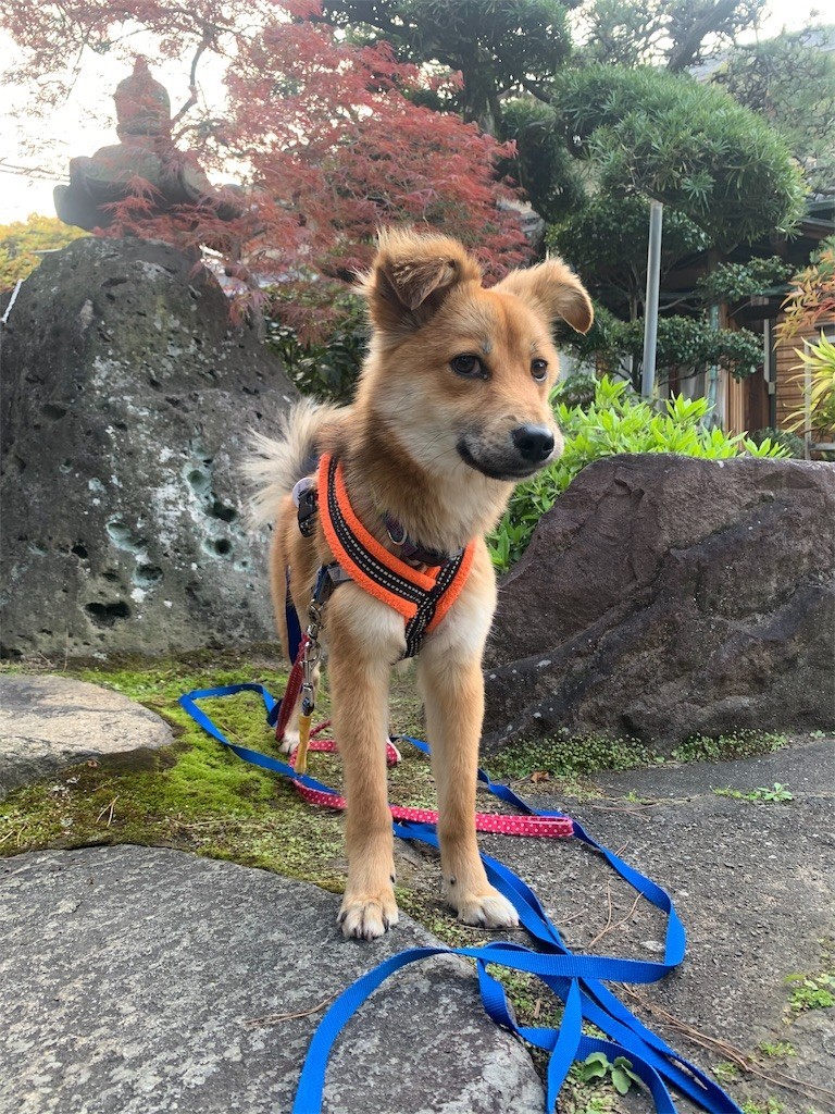 f:id:mamo76:20200413002624j:image f:id:mamo76:20200413002624j:image