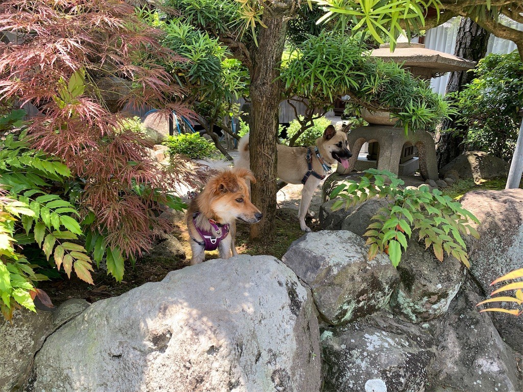 f:id:mamo76:20200602215758j:image