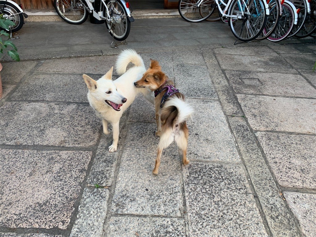 f:id:mamo76:20200602215802j:image