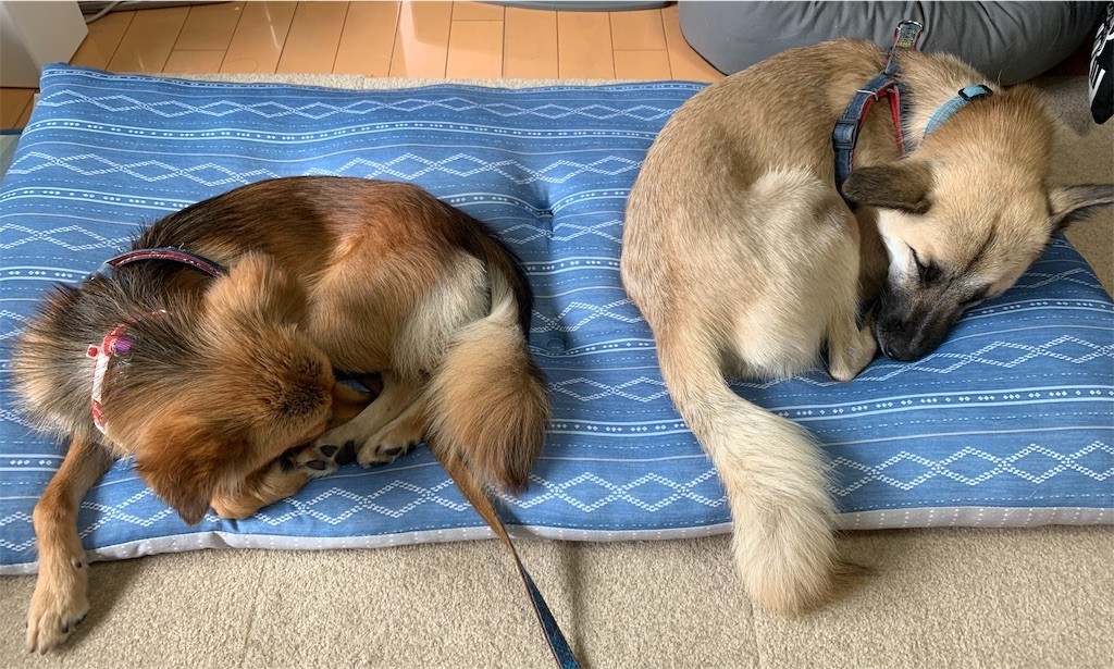 f:id:mamo76:20200621202304j:image