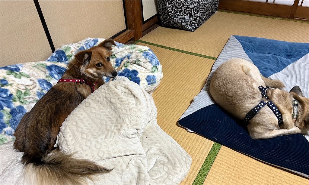 f:id:mamo76:20221102235343j:image