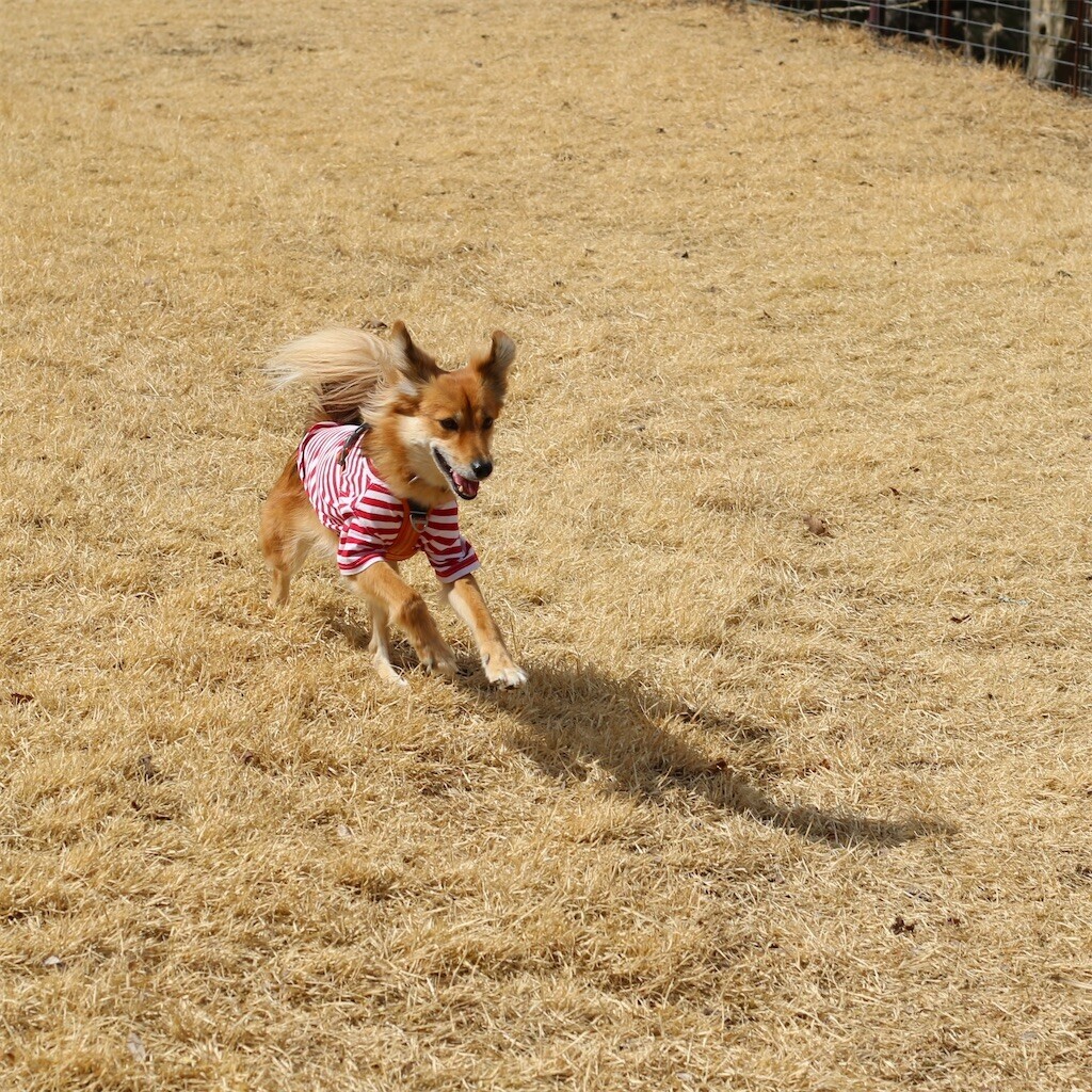 f:id:mamo76:20240109204358j:image