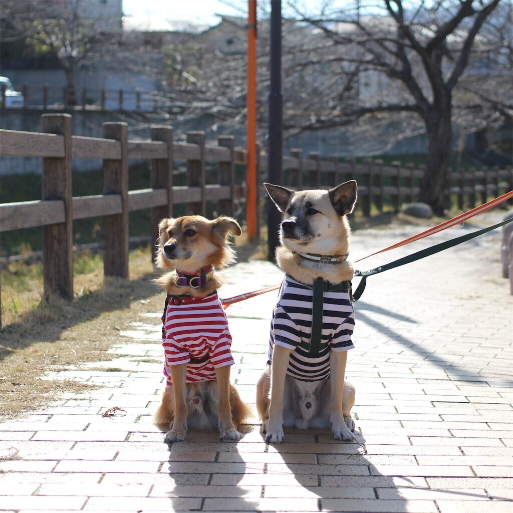 f:id:mamo76:20240109204401j:image