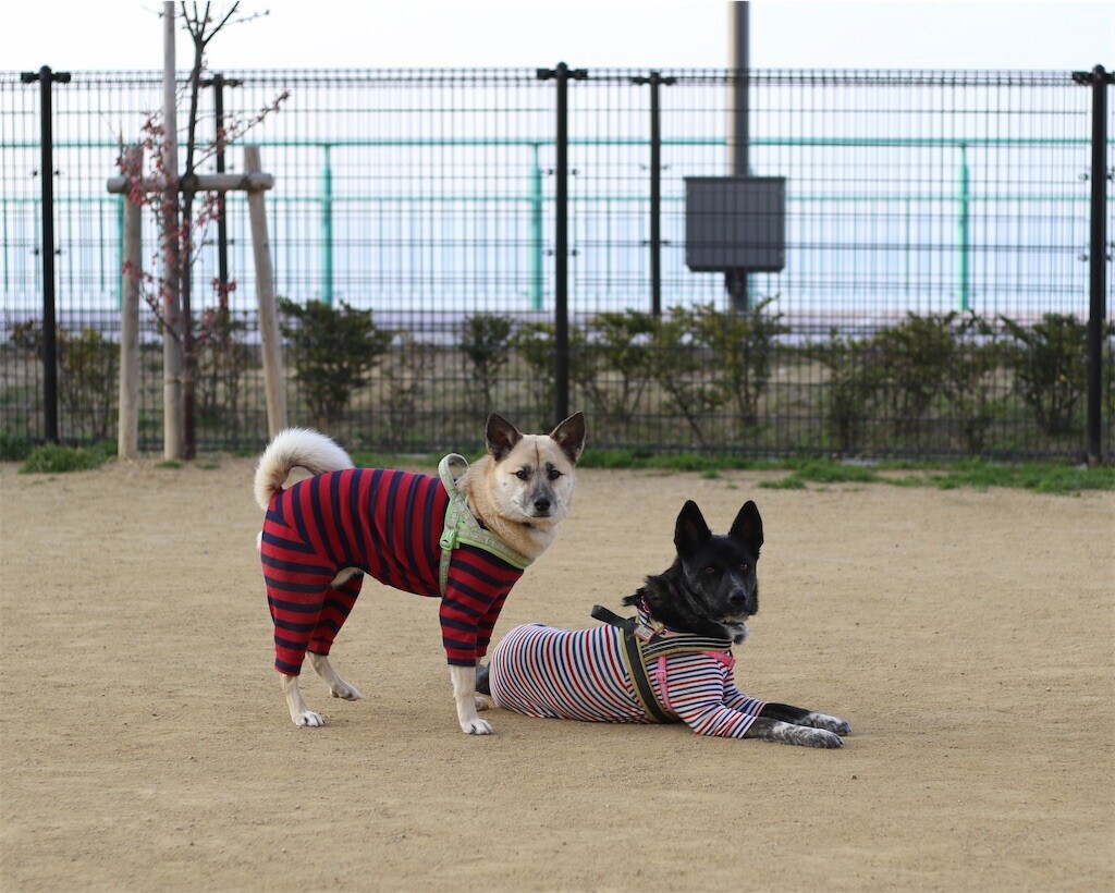 f:id:mamo76:20240109204404j:image