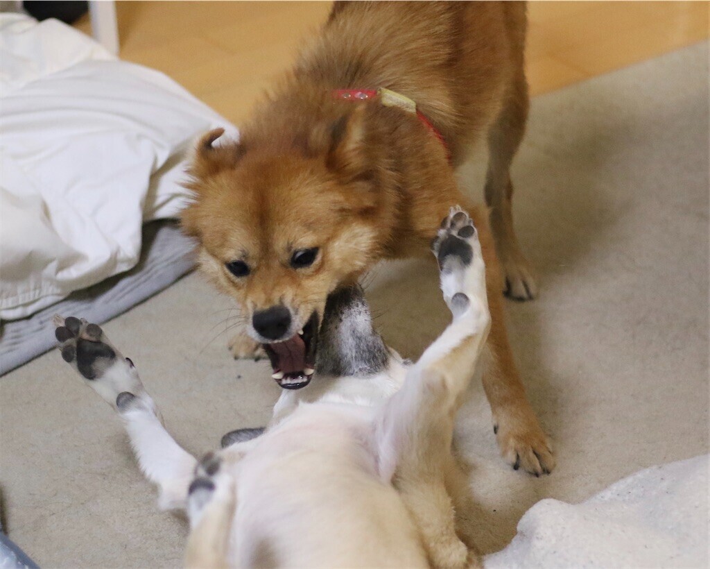 f:id:mamo76:20240109204608j:image