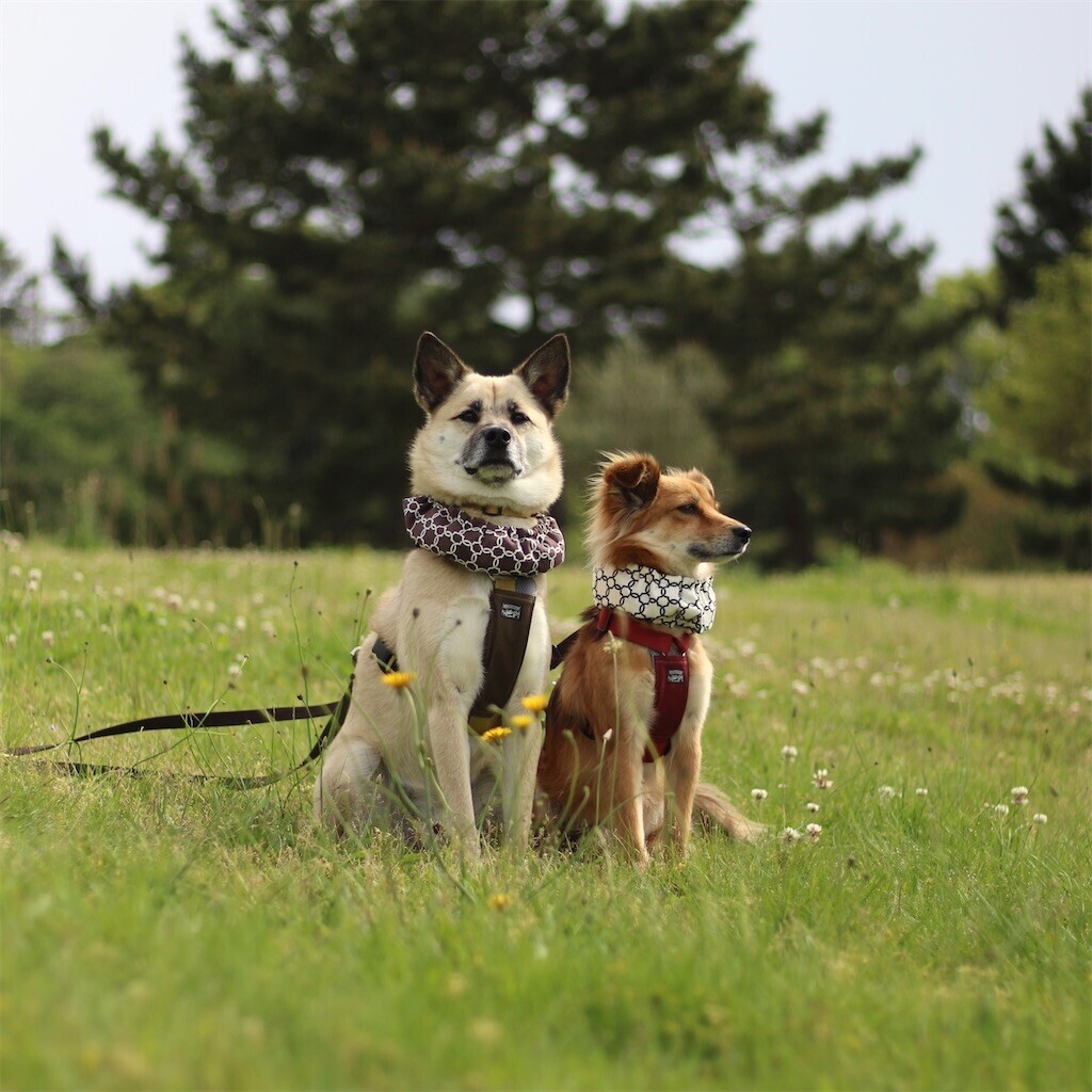 f:id:mamo76:20240109204611j:image