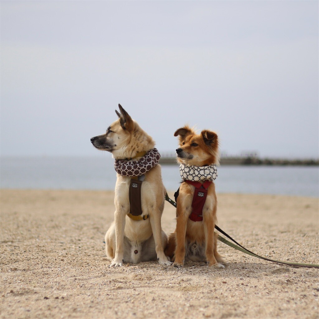 f:id:mamo76:20240109204635j:image