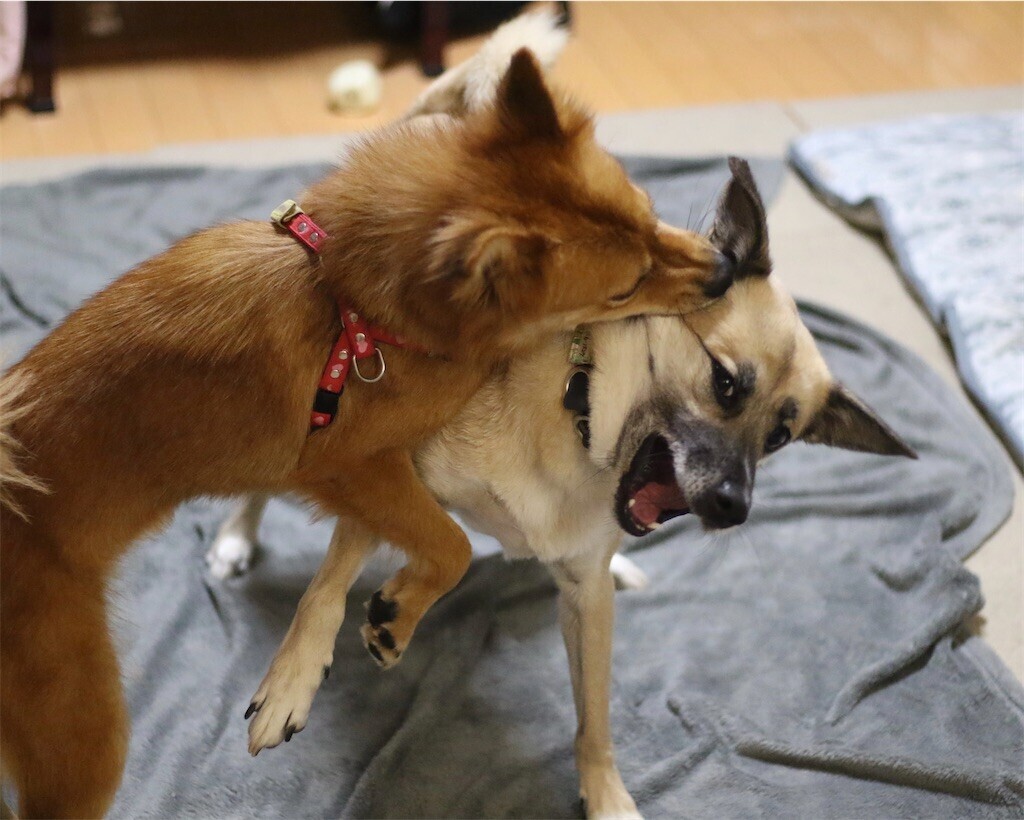 f:id:mamo76:20240109204650j:image