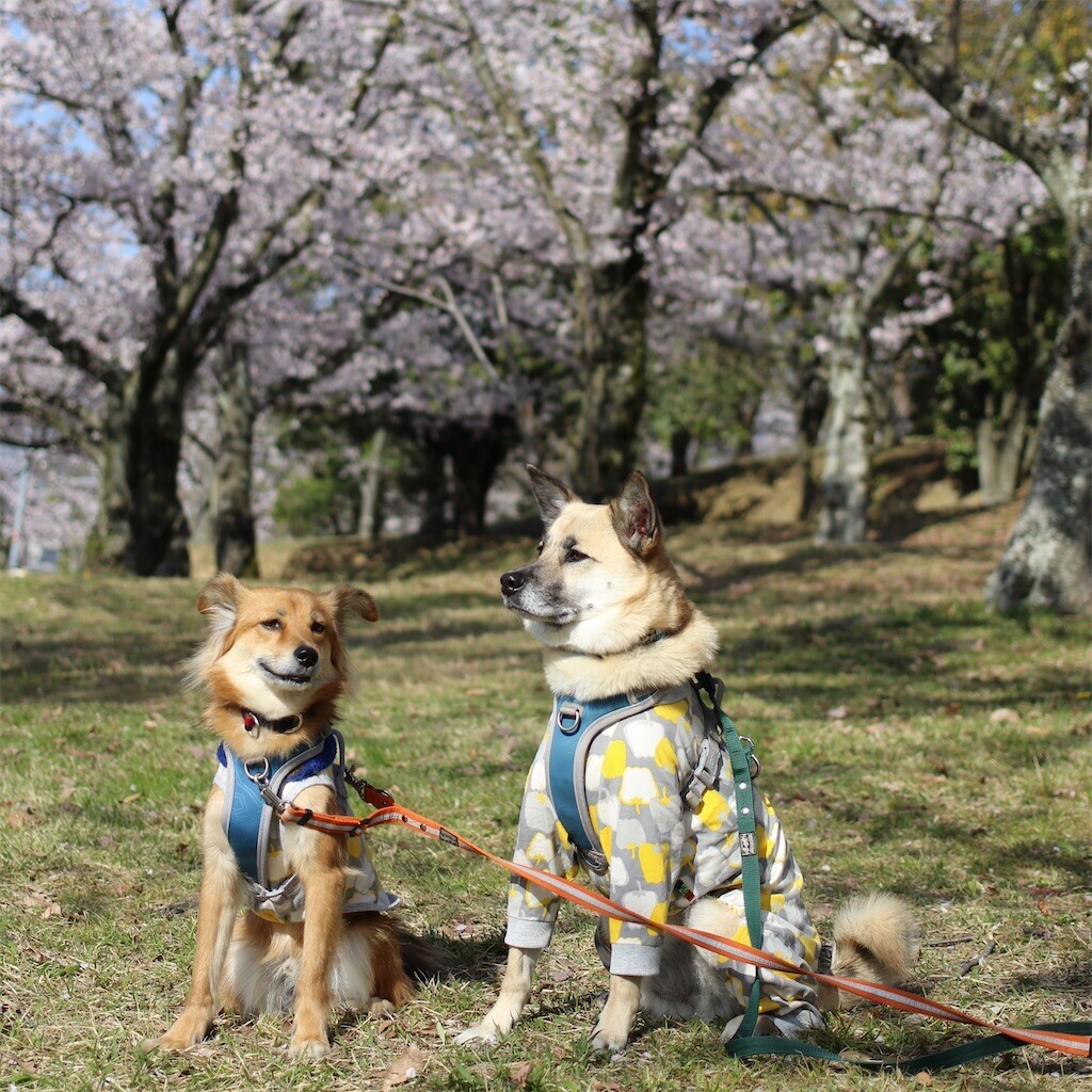 f:id:mamo76:20240109204703j:image