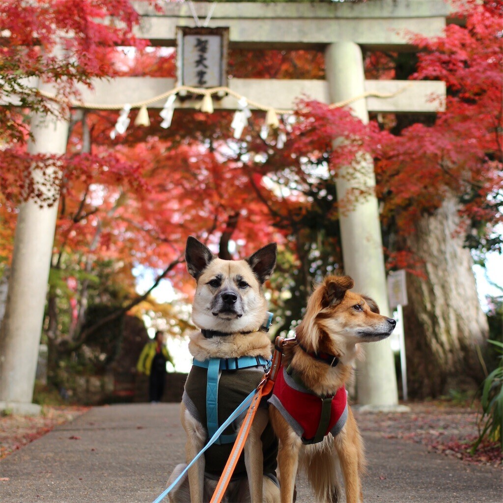 f:id:mamo76:20240109205443j:image