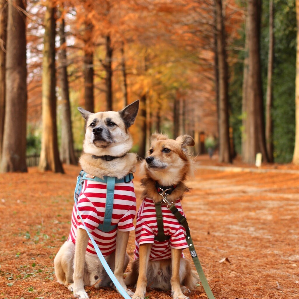 f:id:mamo76:20240109205446j:image