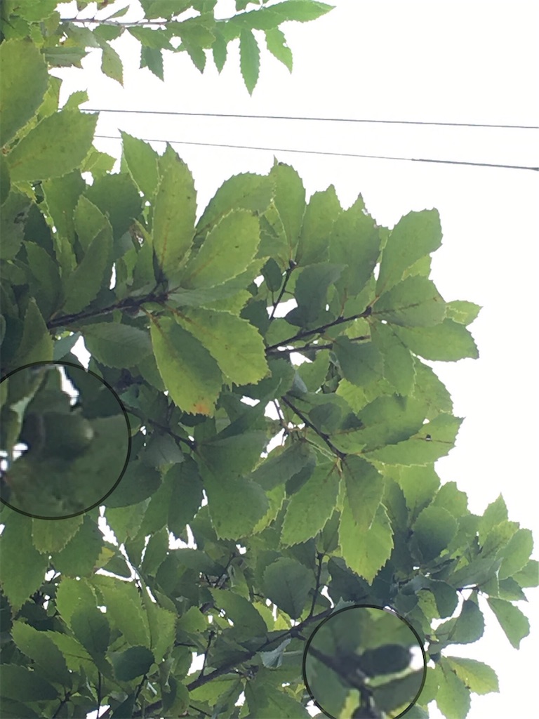 f:id:mamogame:20190913122152j:image