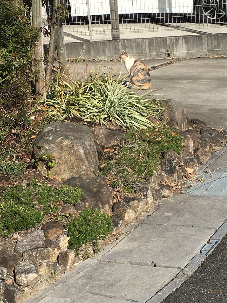 f:id:mamogame:20191119152423j:image f:id:mamogame:20191119152423j:image