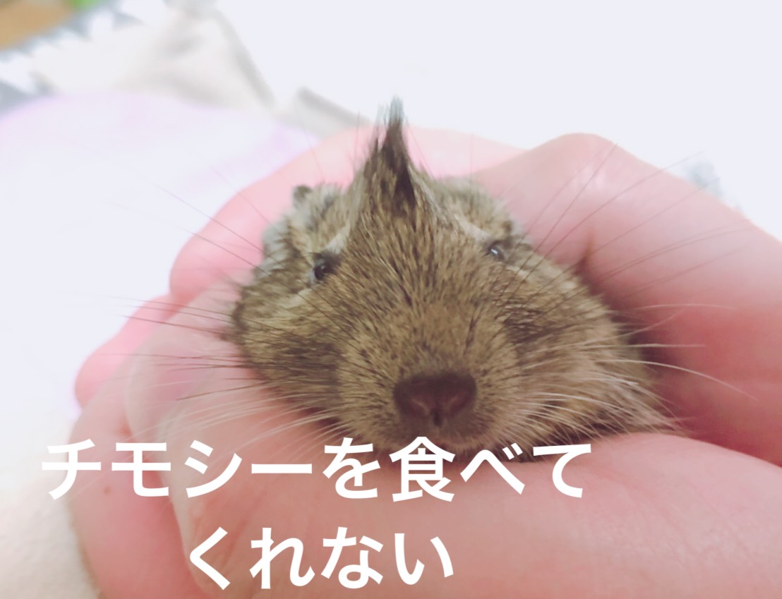 デグー チモシーを食べてくれない まもるんだらいふ