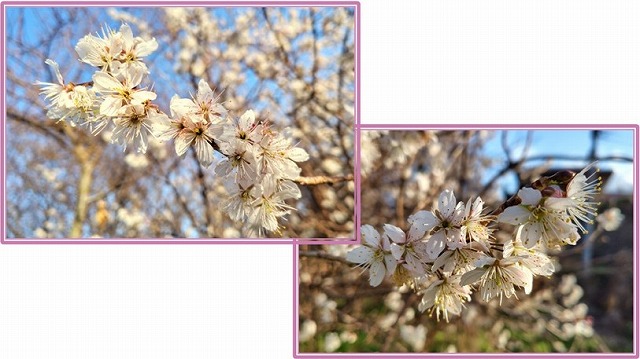 サクランボの花（アップ）