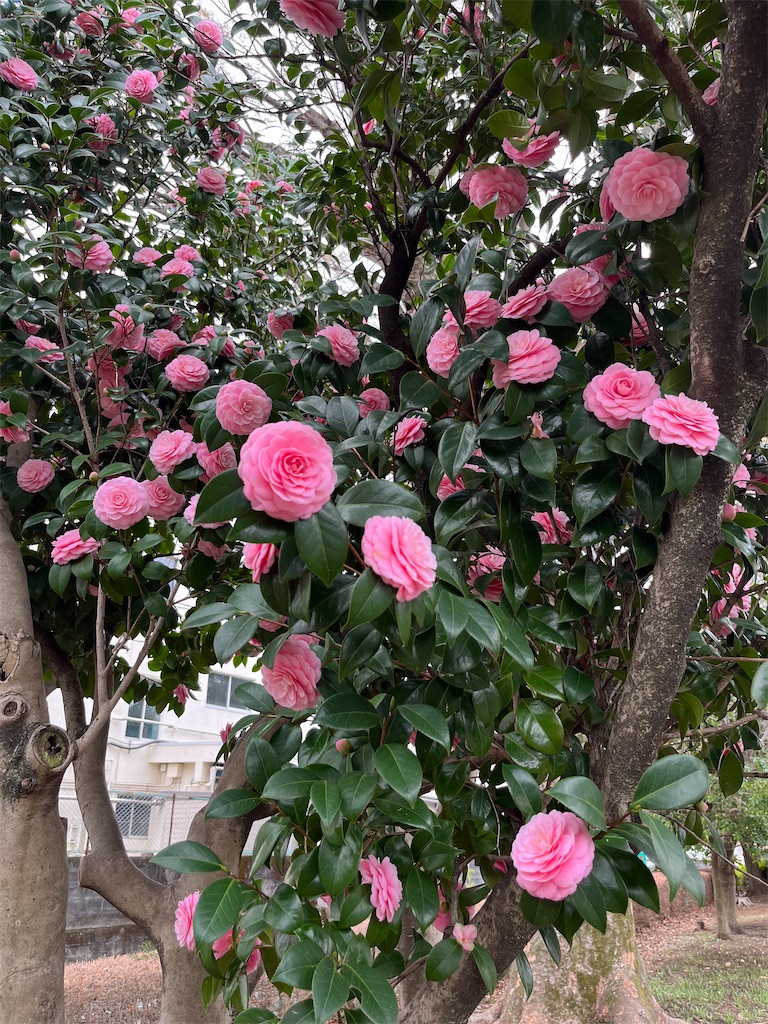 f:id:man_vow_0703:20230323210459j:image