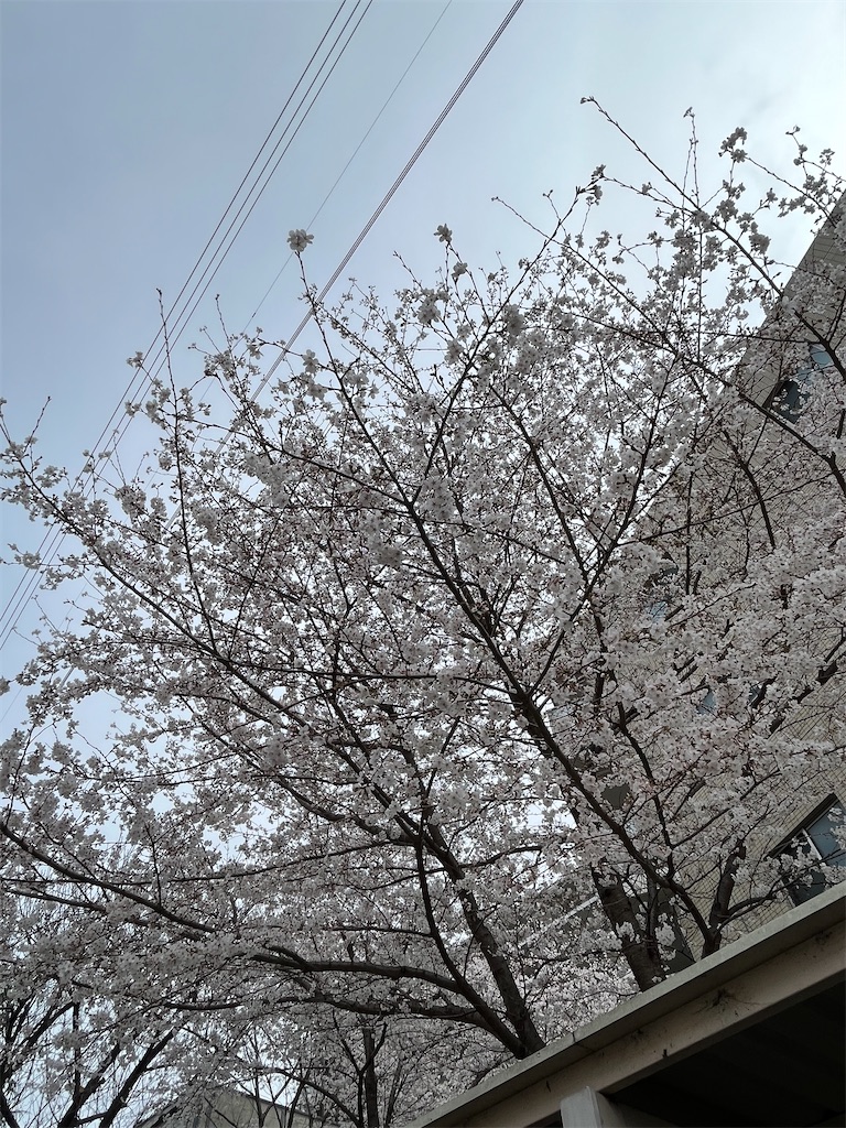 f:id:man_vow_0703:20230323210530j:image