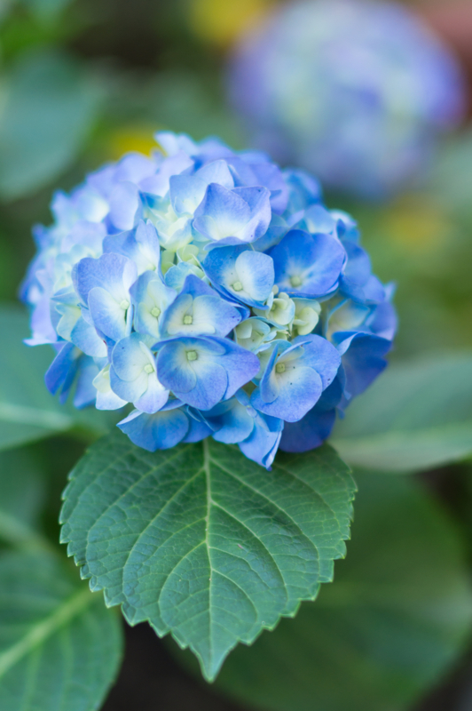 f:id:mana-cat:20150523001130j:plain f:id:mana-cat:20150523001130j:plain