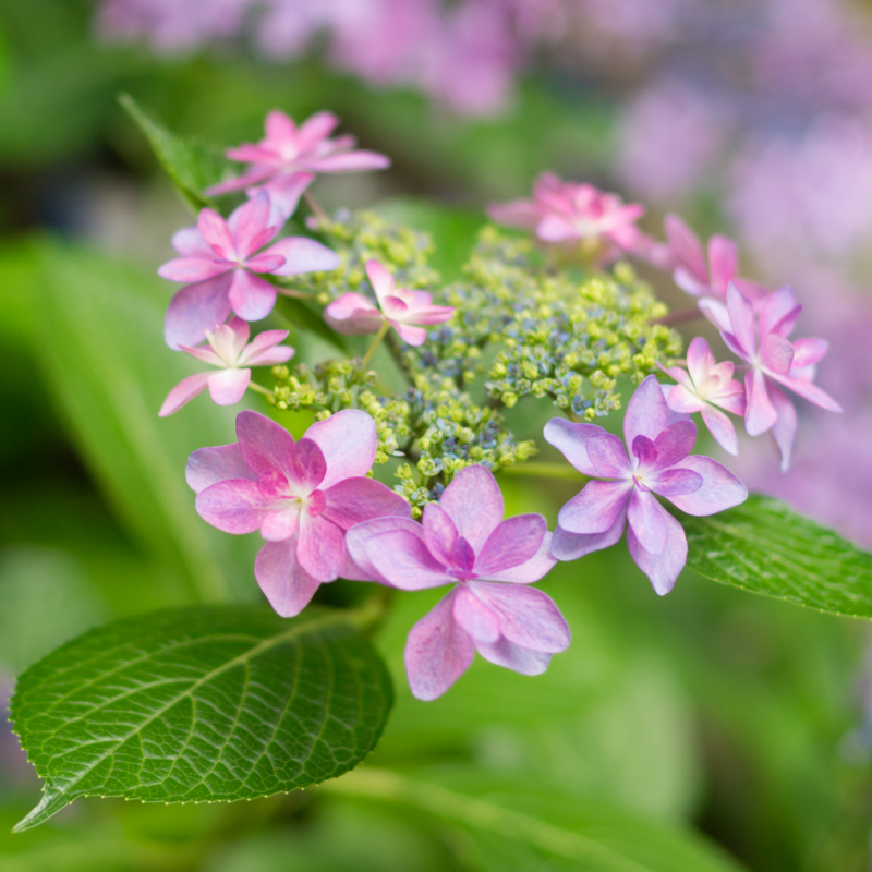 f:id:mana-cat:20150620223057j:plain f:id:mana-cat:20150620223057j:plain