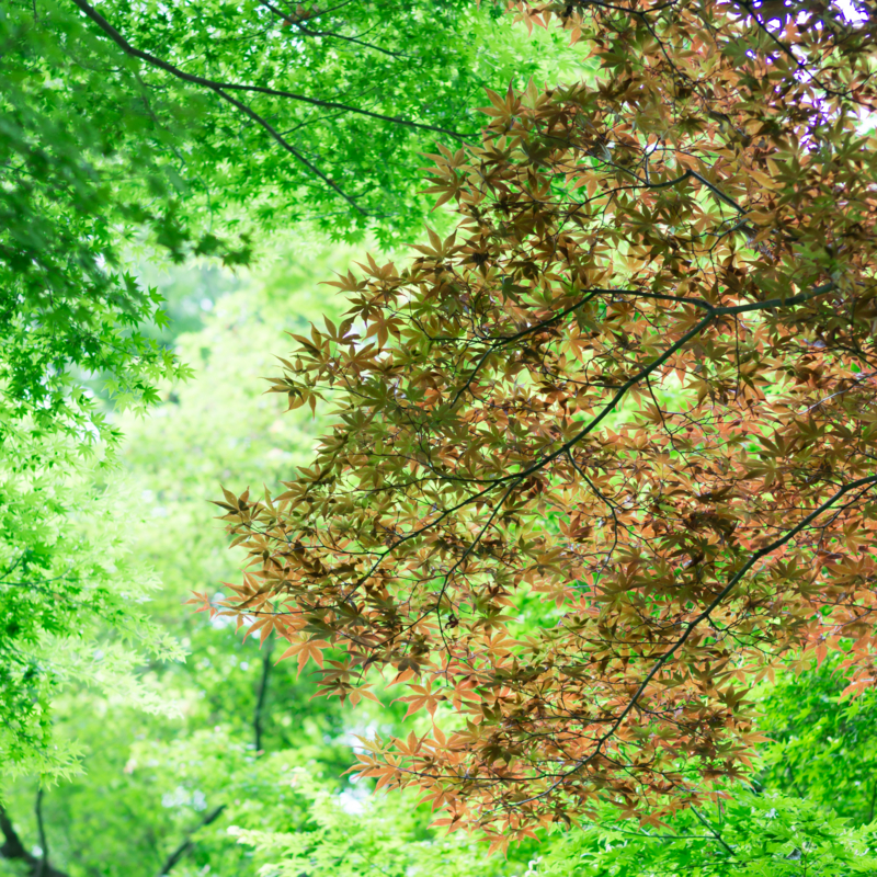 f:id:mana-cat:20150620225440j:plain f:id:mana-cat:20150620225440j:plain