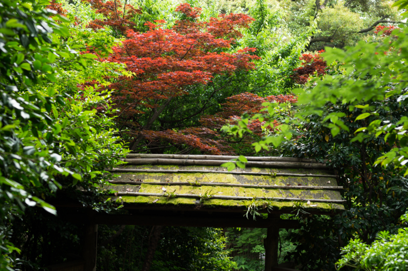 f:id:mana-cat:20150620225639j:plain f:id:mana-cat:20150620225639j:plain
