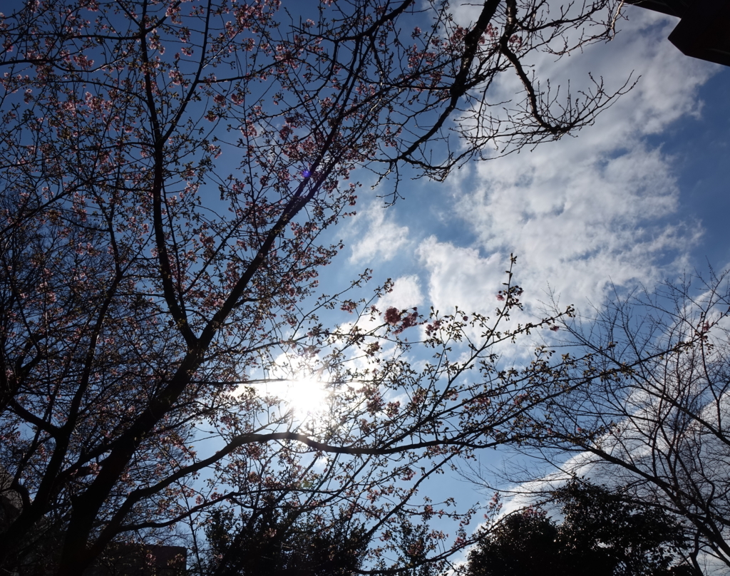 f:id:mana-cat:20160203153252j:plain
