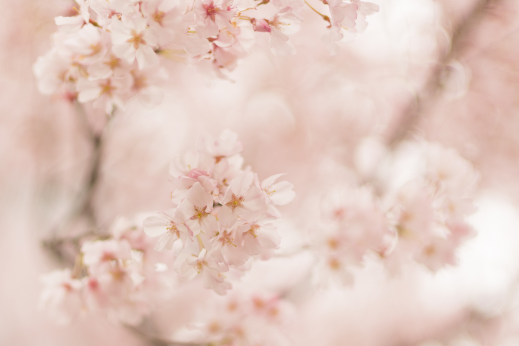 f:id:mana-cat:20170331180041j:plain