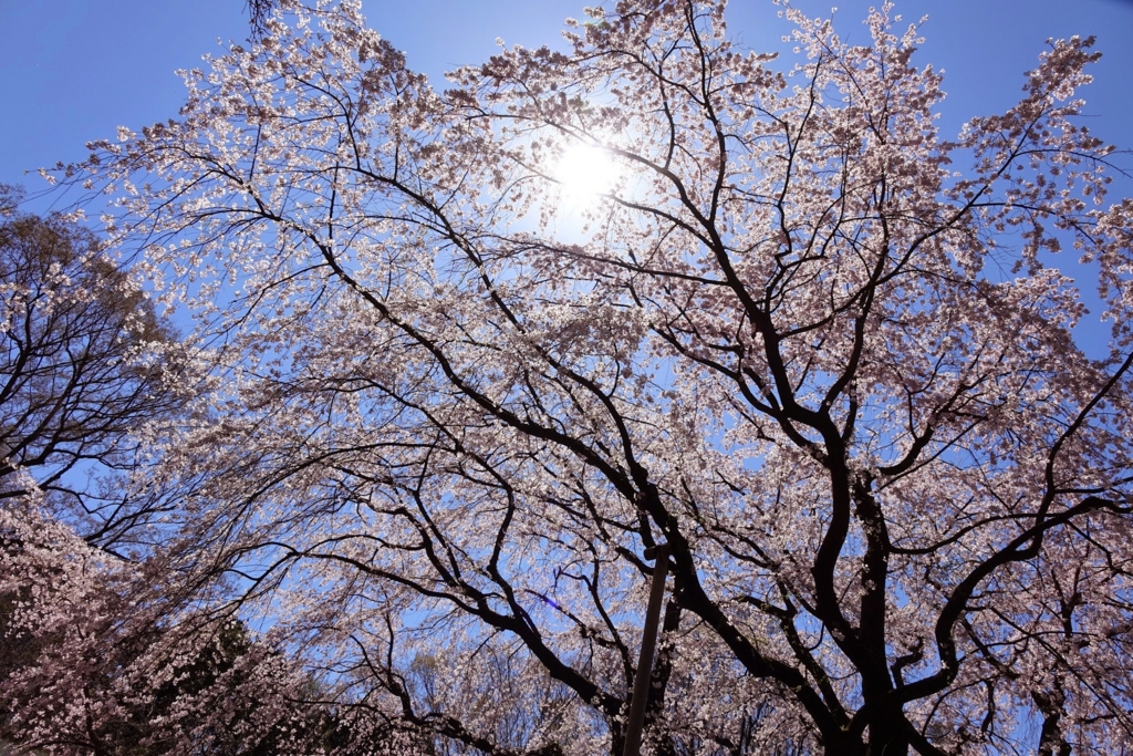 f:id:mana-cat:20170407222531j:plain