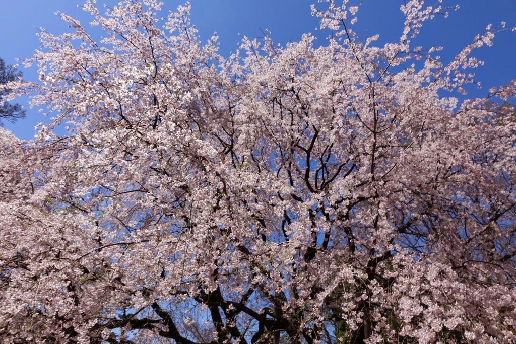f:id:mana-cat:20170407222533j:plain