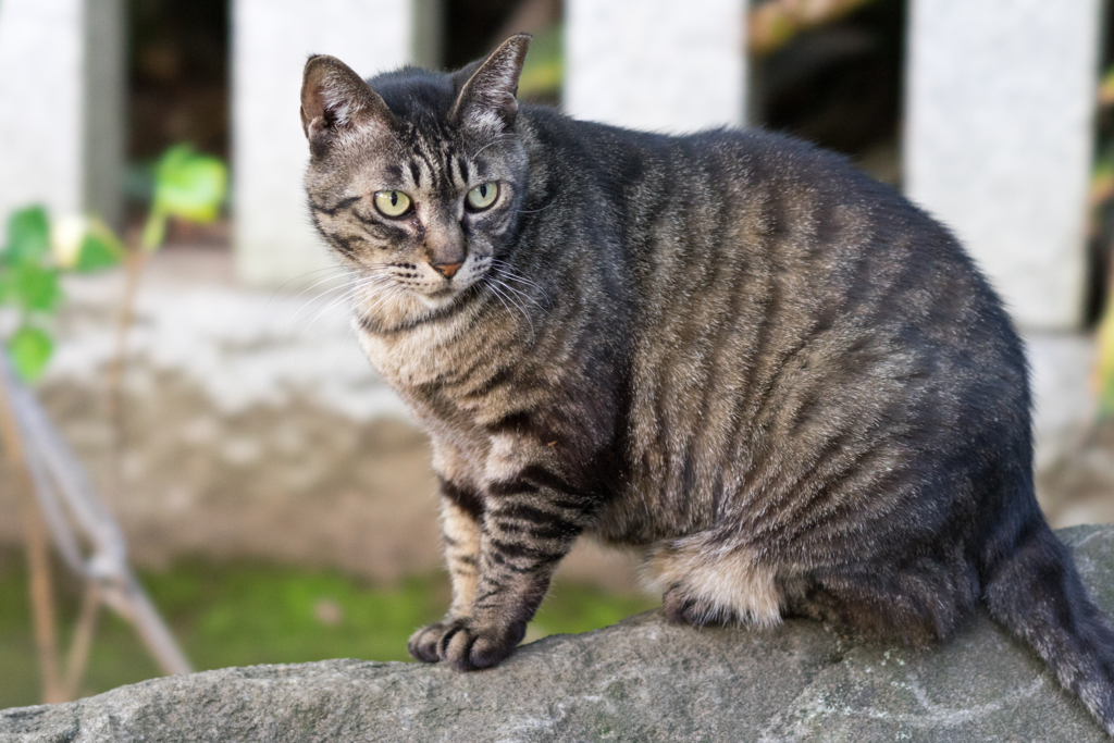 f:id:mana-cat:20170604003519j:plain